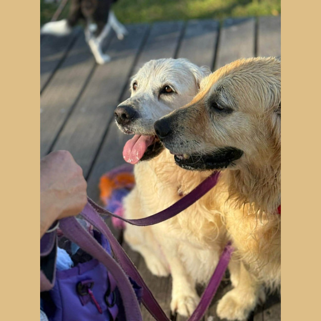 Photo of Max   8 Year Old Golden Retriever