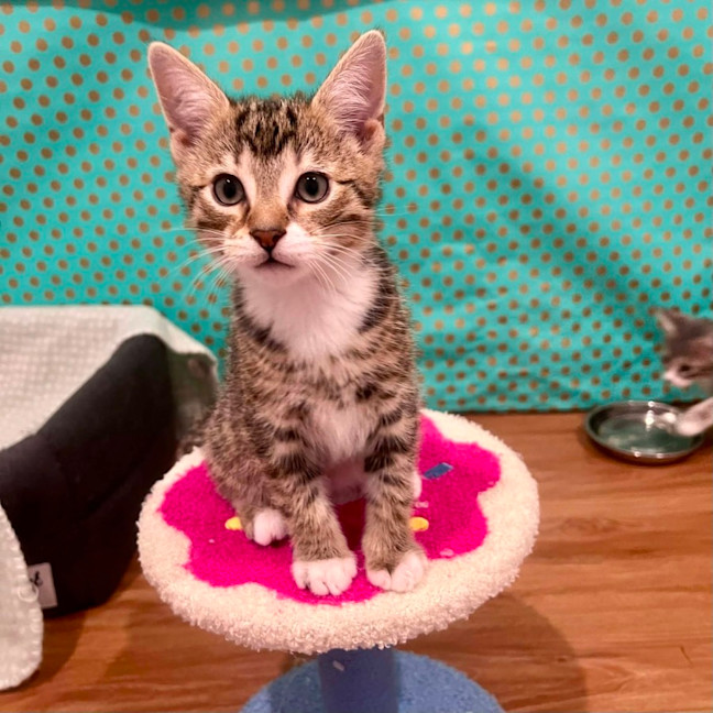 Photo of Wilbur   In Foster Care In Doreen
