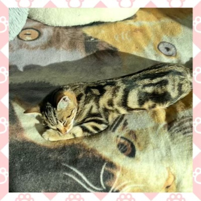 Photo of Bonnie