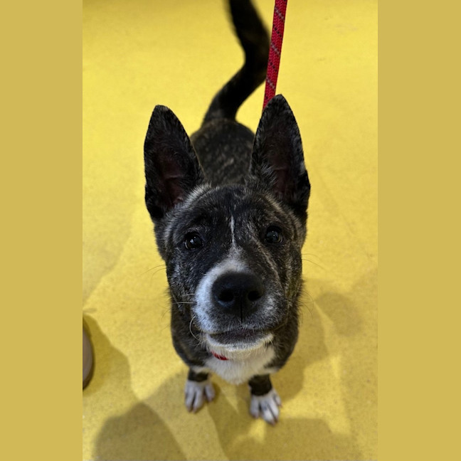 Photo of Bon Bon Imp 2798