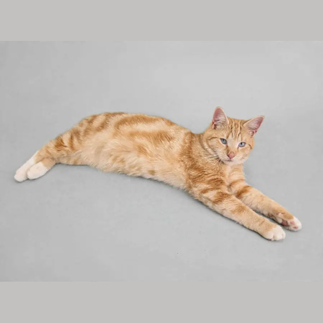 Photo of Shadow