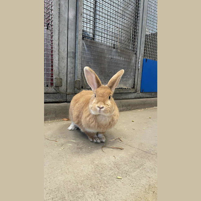 Photo of Mango