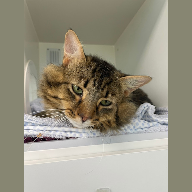 Photo of Oliver