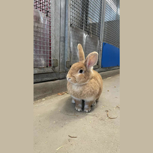 Photo of Mango