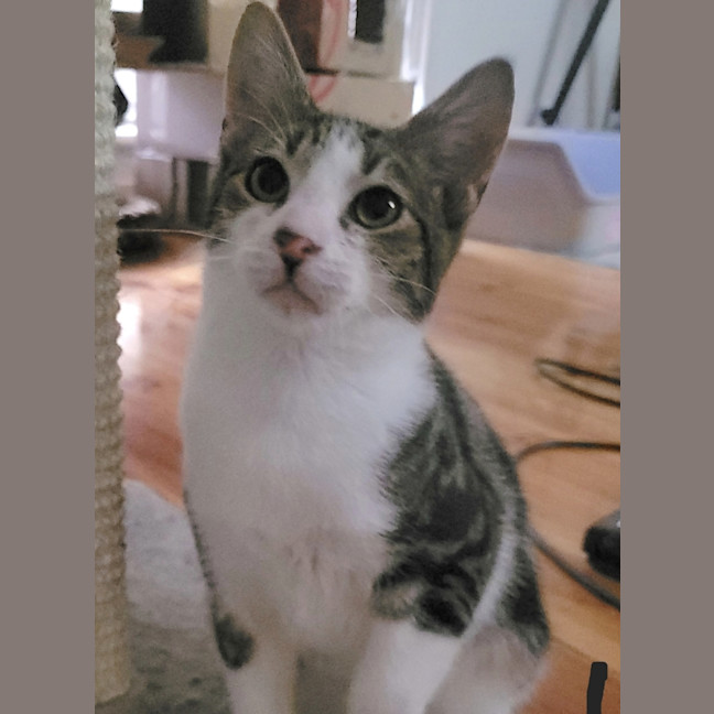 Photo of Oreo