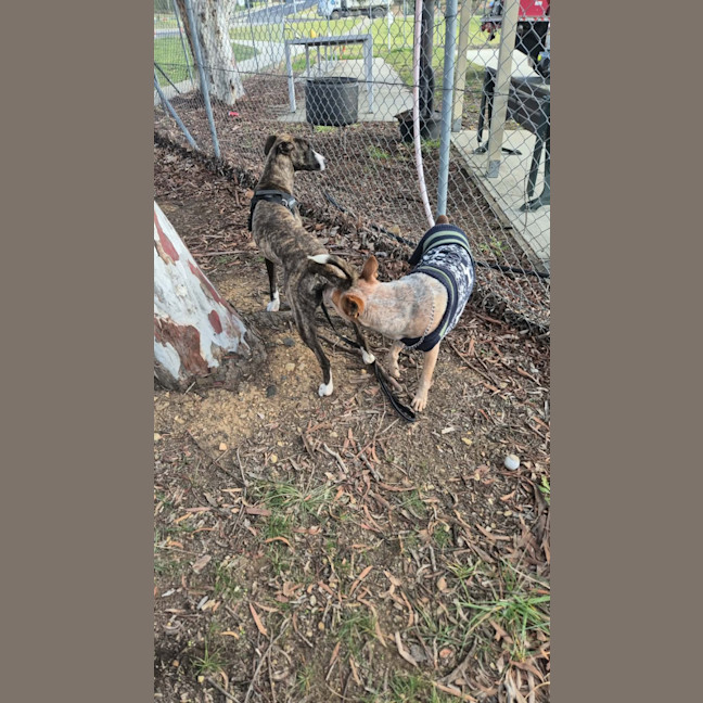 Photo of Whippy! 🦌