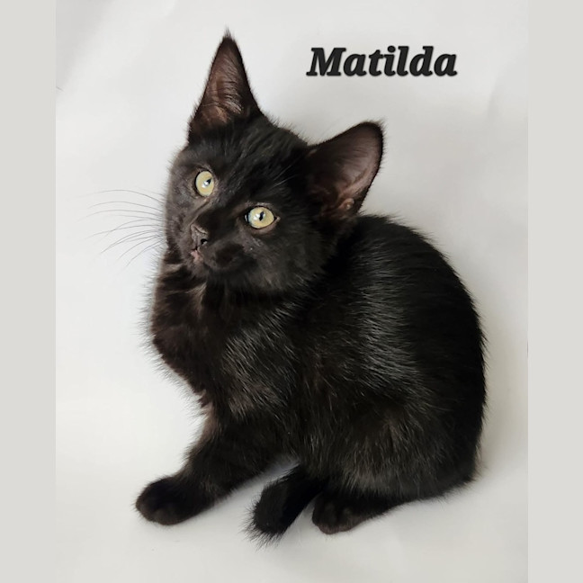 Photo of Matilda