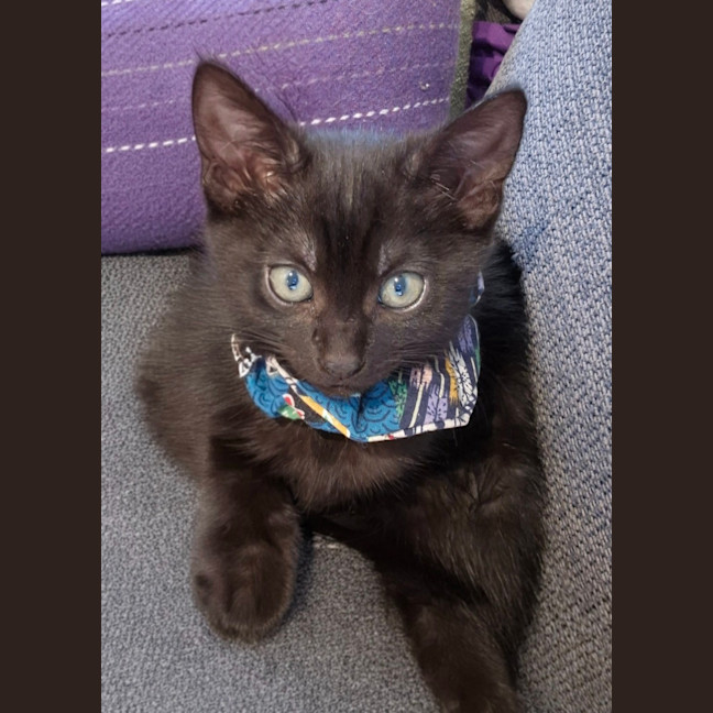Photo of Aurora