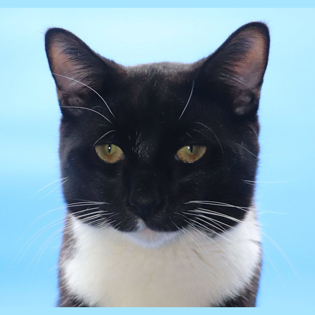 Photo of Les   Now At Pet Quarters Tuggerah