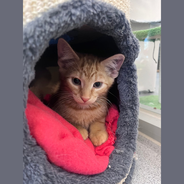 Photo of Scooter