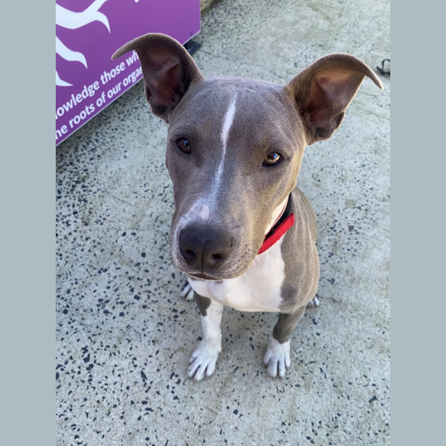 Photo of D1179 Sonny