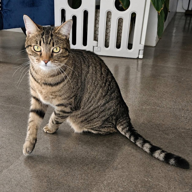 Photo of 14266   Millie