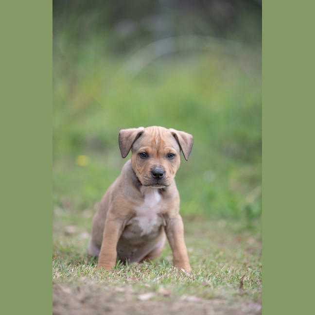 Photo of Apollo