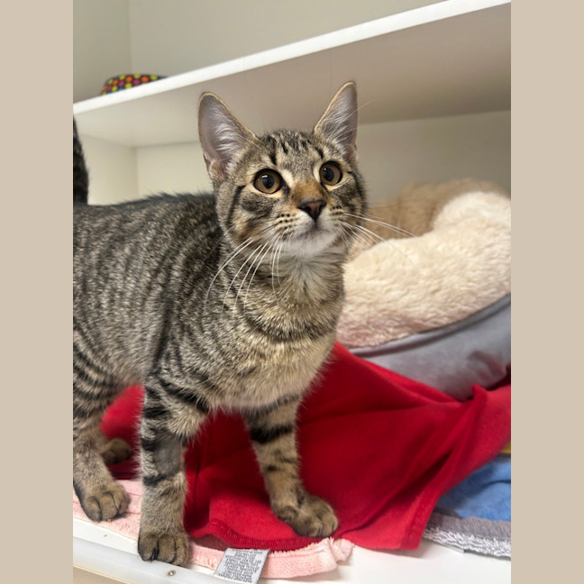 Photo of Disco 