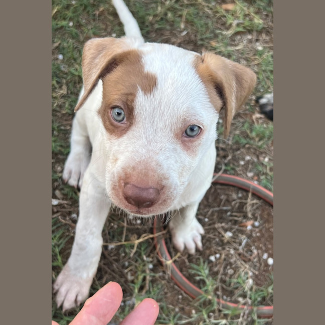 Photo of Pearl