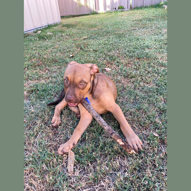 Photo of Ruby   11 Week Old Staffy X (On Trial)