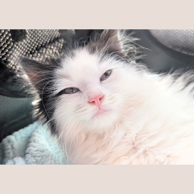 Photo of Bobby (Was Oreo)