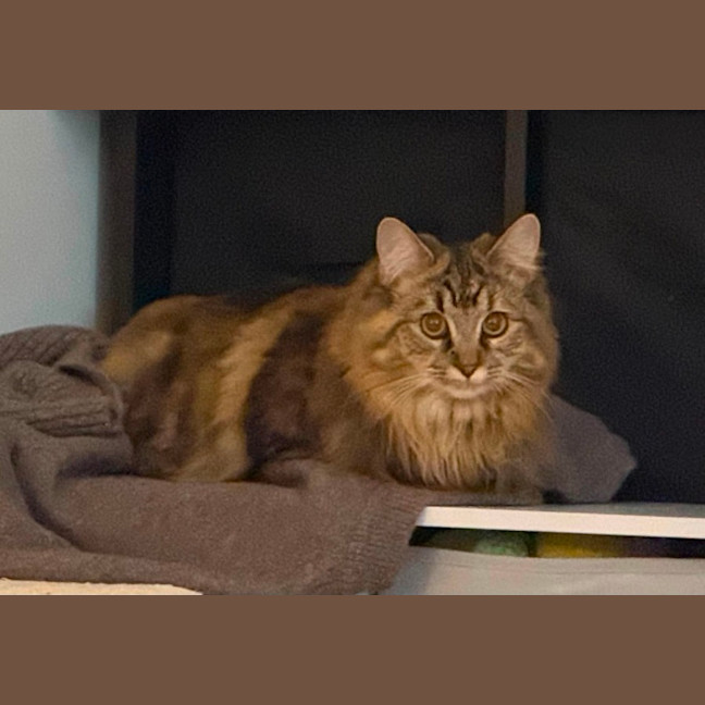 Photo of Missy ** 2nd Chance Cat Rescue **