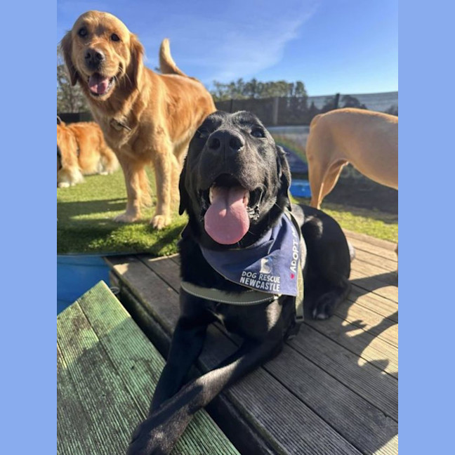 Photo of Luka   1 Year Old Labrador X (Trial)