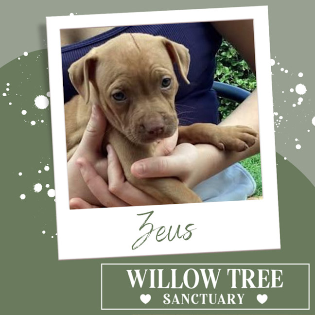 Photo of Zeus