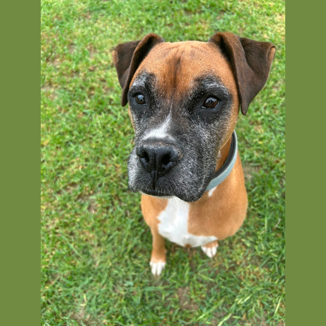 Photo of Bailey