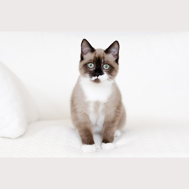 Photo of Miso
