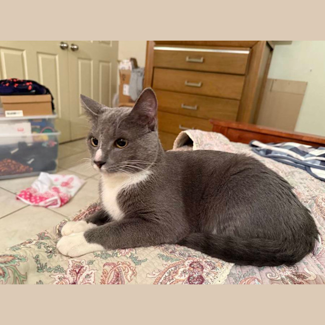 Photo of Mr. Grey 