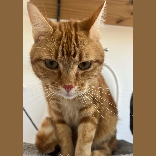 Photo of Willow