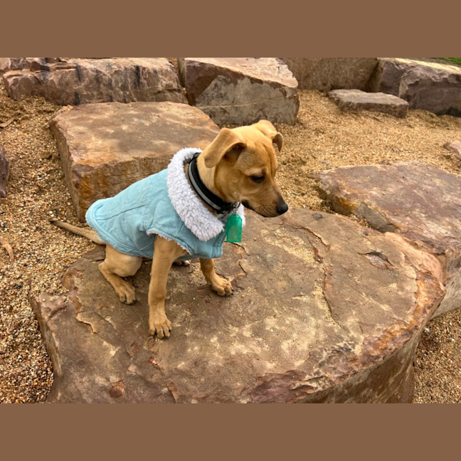 Photo of Honey