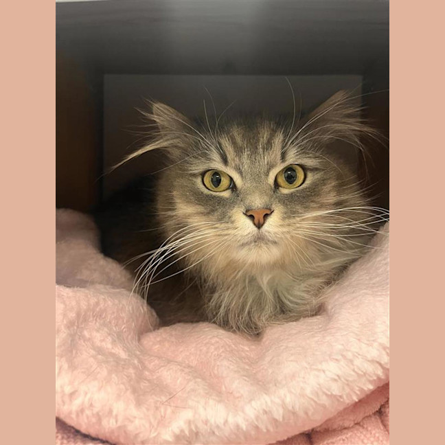 Photo of Apollo 