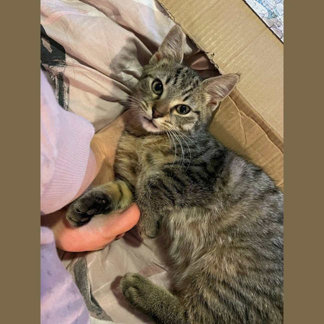 Photo of Chico   Located In Bentleigh East