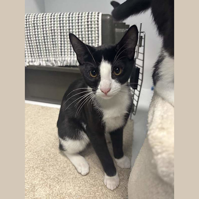 Photo of Pongo