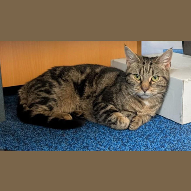 Photo of Banoffee