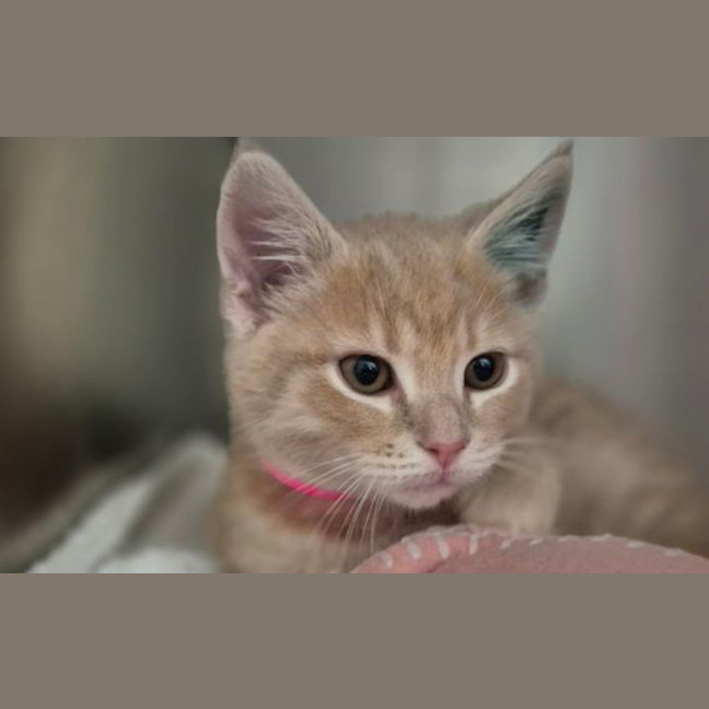 Photo of Louie