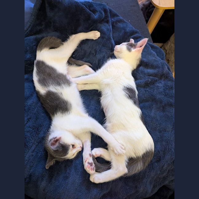 Photo of Mellie Baby