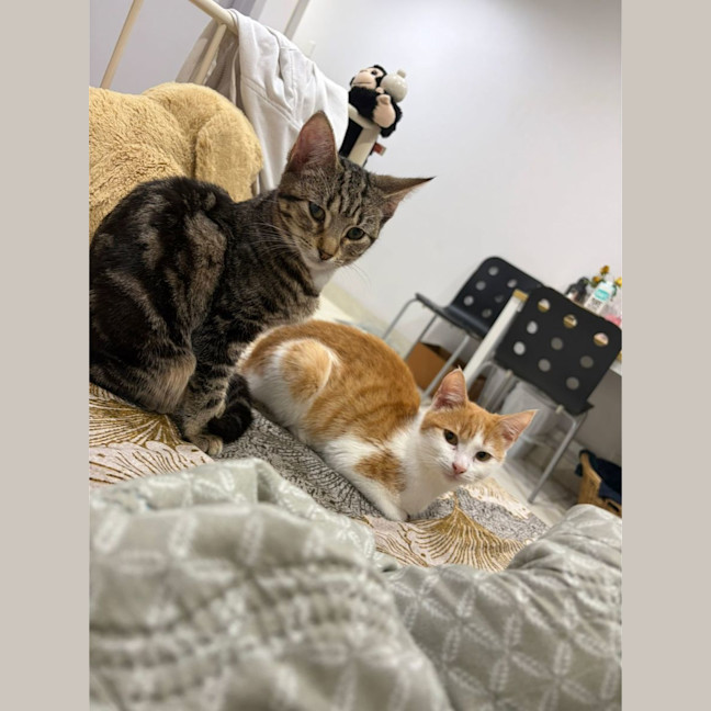 Photo of Chichi And Bagel