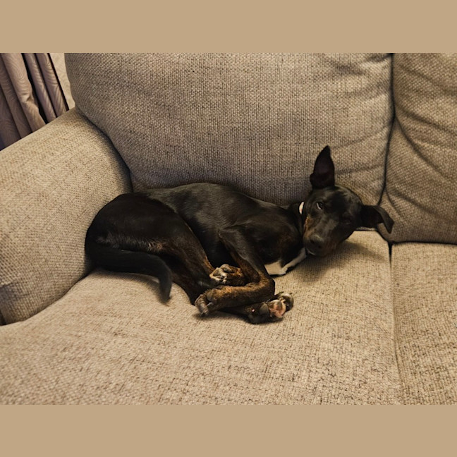Photo of Timmy   4 Month Old Kelpie X