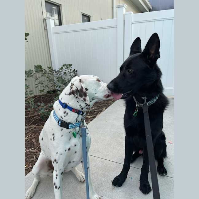 Photo of Loki & Remy