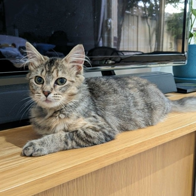 Photo of Tulip   In Foster Care In Coburg