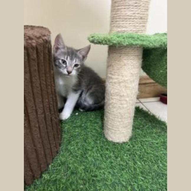 Photo of Tinker