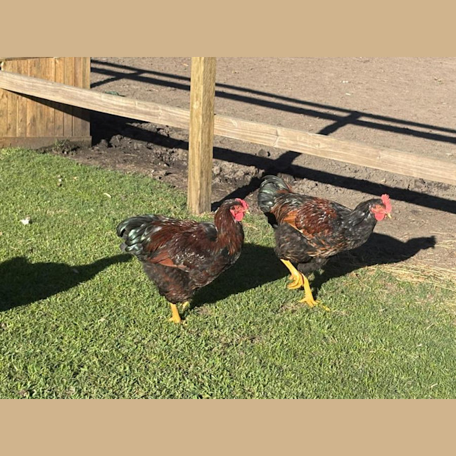 Photo of 7 Beautiful Roosters