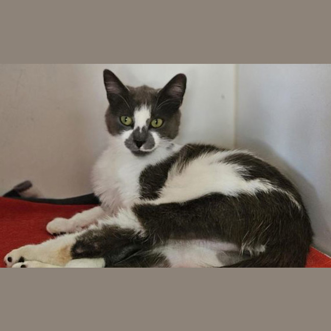 Photo of Prancer