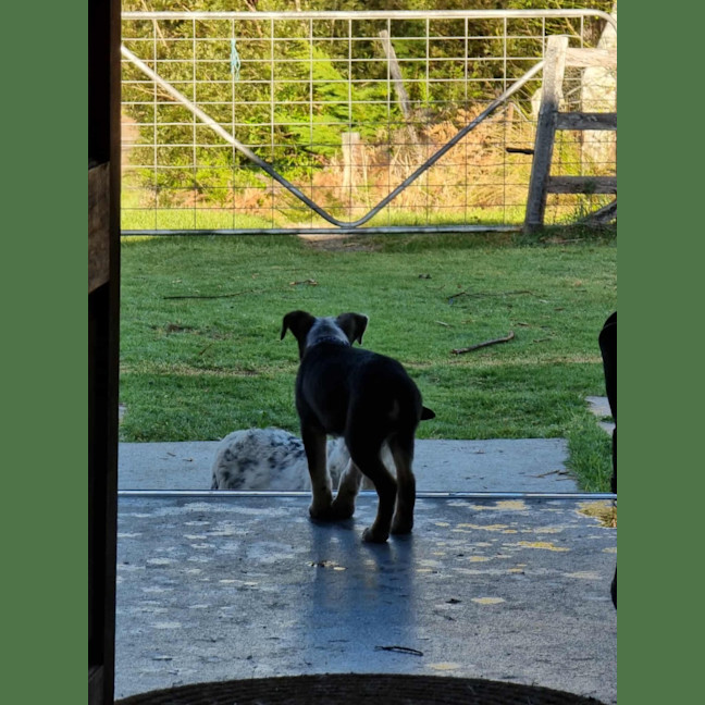Photo of Bandit