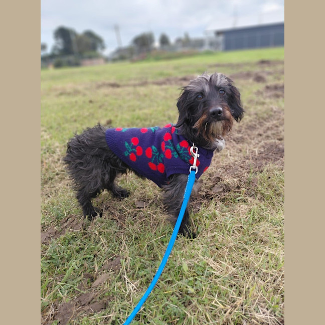 Photo of Freddy 