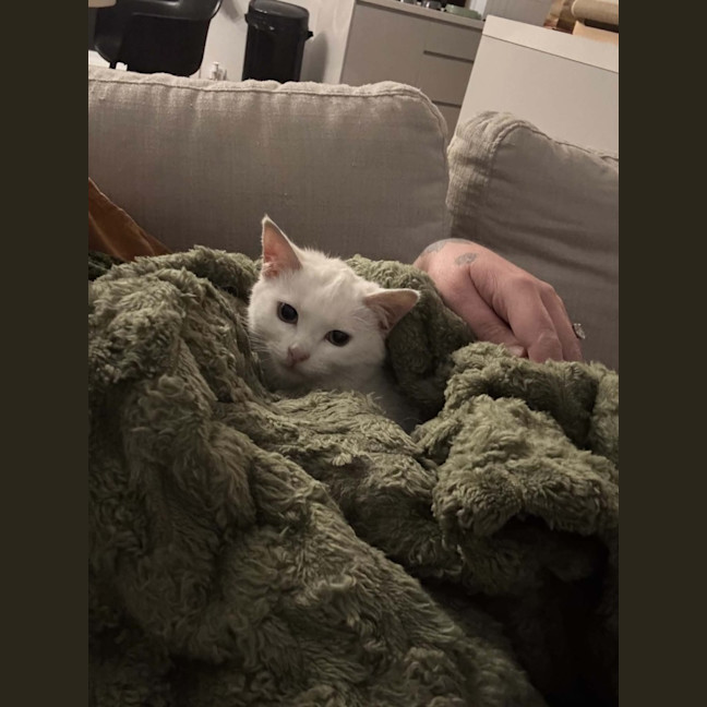Photo of Sol *9 Lives Project Rescue*