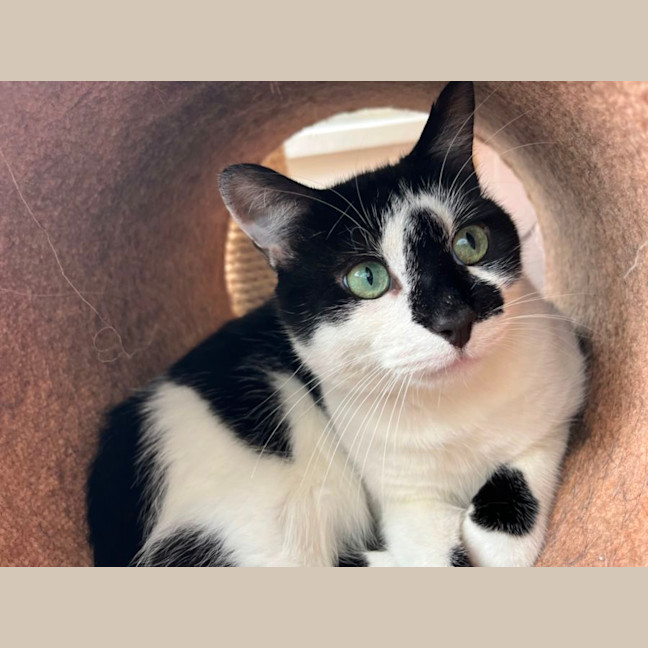 Photo of Stitch *9 Lives Project Rescue*