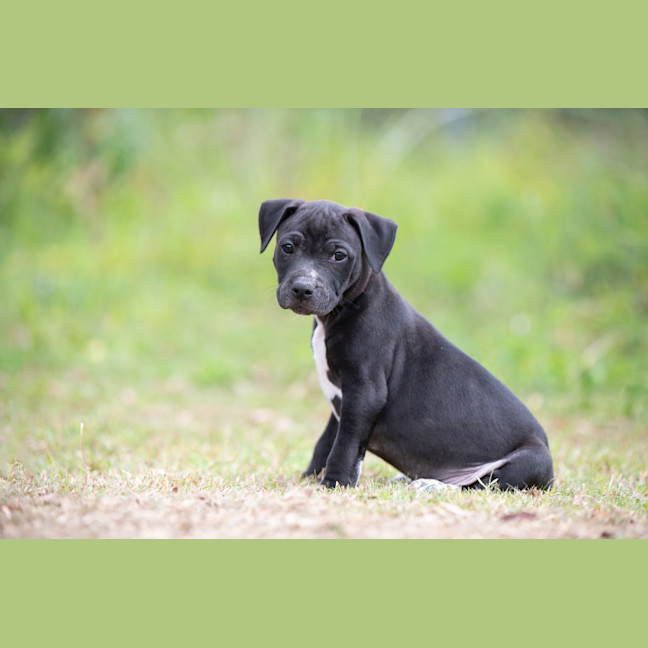 Photo of Ebony