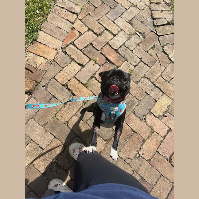 Photo of Bella