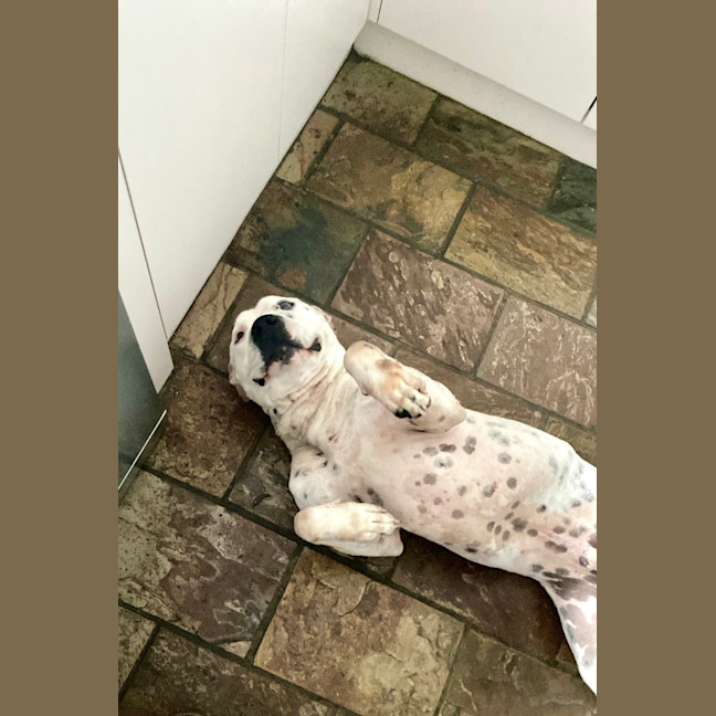 Photo of Boogie Board