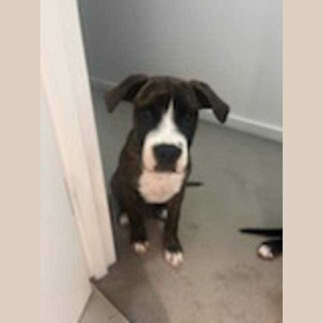 Photo of Rocky 